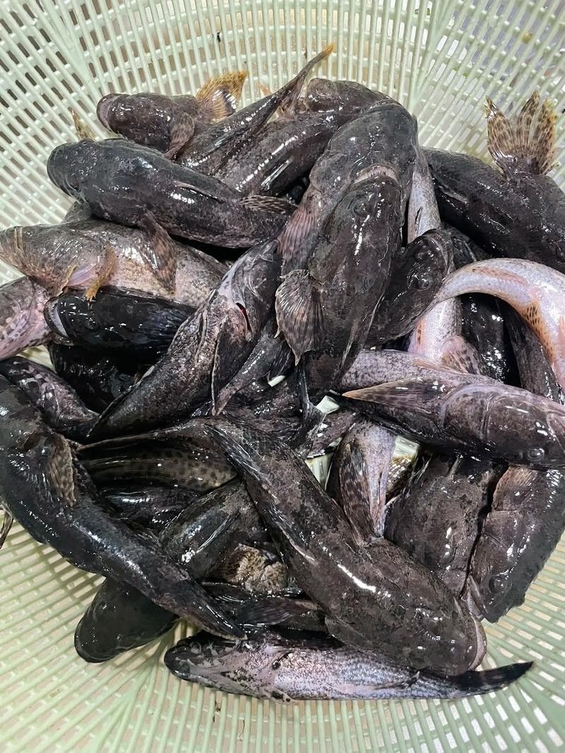 哪里可以找到更多龍魚(yú)虎魚(yú)圖片：獲取龍魚(yú)虎魚(yú)虎魚(yú)高清圖片的推薦途徑：以下是獲取龍魚(yú)虎魚(yú)高清圖片的推薦途徑