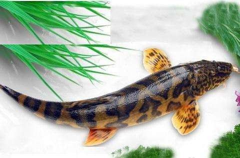 哪里可以找到更多龍魚(yú)虎魚(yú)圖片：獲取龍魚(yú)虎魚(yú)虎魚(yú)高清圖片的推薦途徑：以下是獲取龍魚(yú)虎魚(yú)高清圖片的推薦途徑
