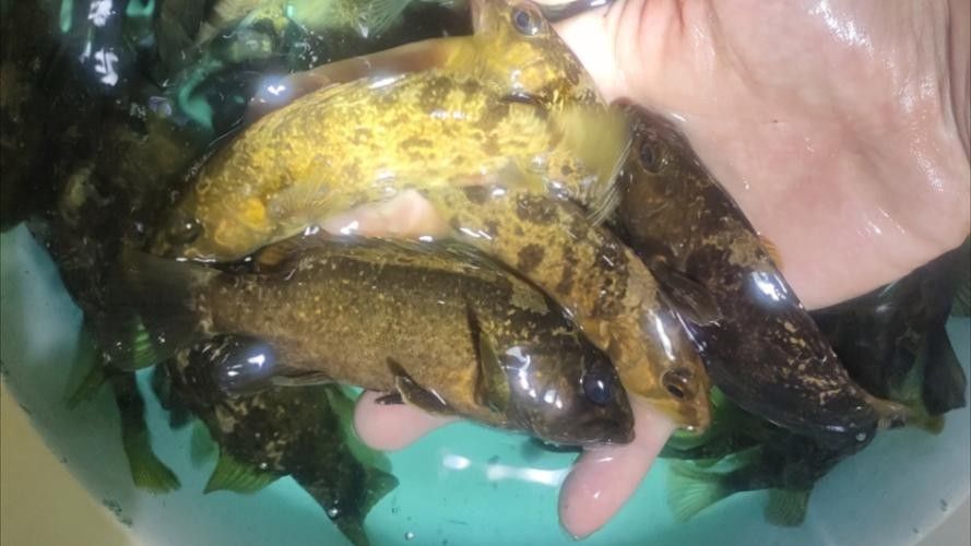 哪里可以找到更多龍魚(yú)虎魚(yú)圖片：獲取龍魚(yú)虎魚(yú)虎魚(yú)高清圖片的推薦途徑：以下是獲取龍魚(yú)虎魚(yú)高清圖片的推薦途徑
