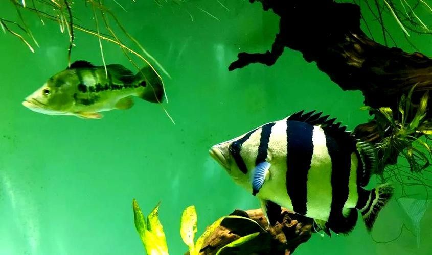 哪里可以找到更多龍魚(yú)虎魚(yú)圖片：獲取龍魚(yú)虎魚(yú)虎魚(yú)高清圖片的推薦途徑：以下是獲取龍魚(yú)虎魚(yú)高清圖片的推薦途徑