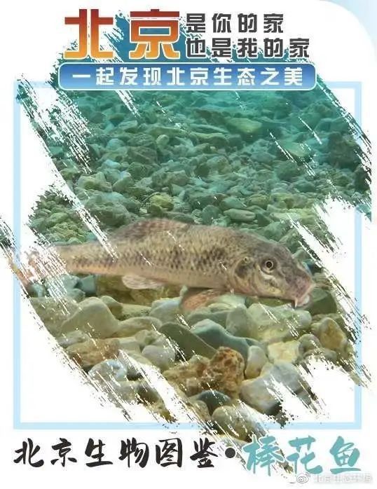 哪里可以找到更多龍魚(yú)虎魚(yú)圖片：獲取龍魚(yú)虎魚(yú)虎魚(yú)高清圖片的推薦途徑：以下是獲取龍魚(yú)虎魚(yú)高清圖片的推薦途徑