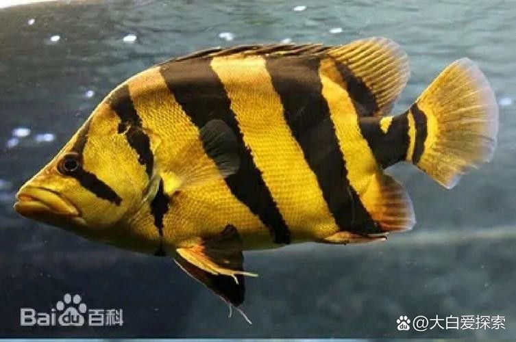 哪里可以找到更多龍魚(yú)虎魚(yú)圖片：獲取龍魚(yú)虎魚(yú)虎魚(yú)高清圖片的推薦途徑：以下是獲取龍魚(yú)虎魚(yú)高清圖片的推薦途徑