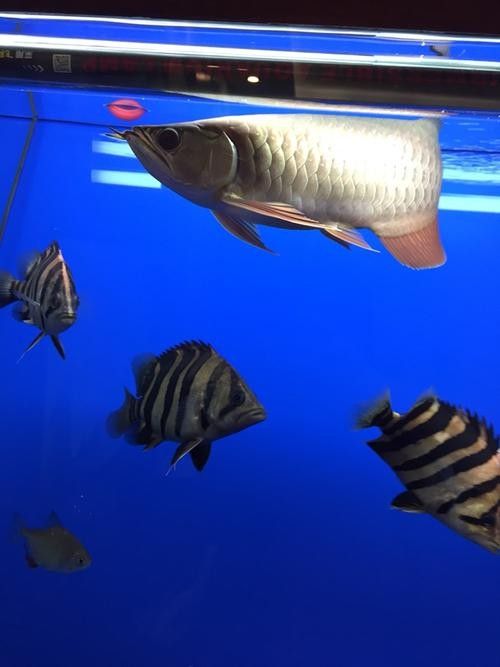 哪里可以找到更多龍魚(yú)虎魚(yú)圖片：獲取龍魚(yú)虎魚(yú)虎魚(yú)高清圖片的推薦途徑：以下是獲取龍魚(yú)虎魚(yú)高清圖片的推薦途徑
