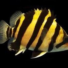 哪里可以找到更多龍魚(yú)虎魚(yú)圖片：獲取龍魚(yú)虎魚(yú)虎魚(yú)高清圖片的推薦途徑：以下是獲取龍魚(yú)虎魚(yú)高清圖片的推薦途徑