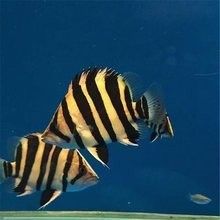 哪里可以找到更多龍魚(yú)虎魚(yú)圖片：獲取龍魚(yú)虎魚(yú)虎魚(yú)高清圖片的推薦途徑：以下是獲取龍魚(yú)虎魚(yú)高清圖片的推薦途徑