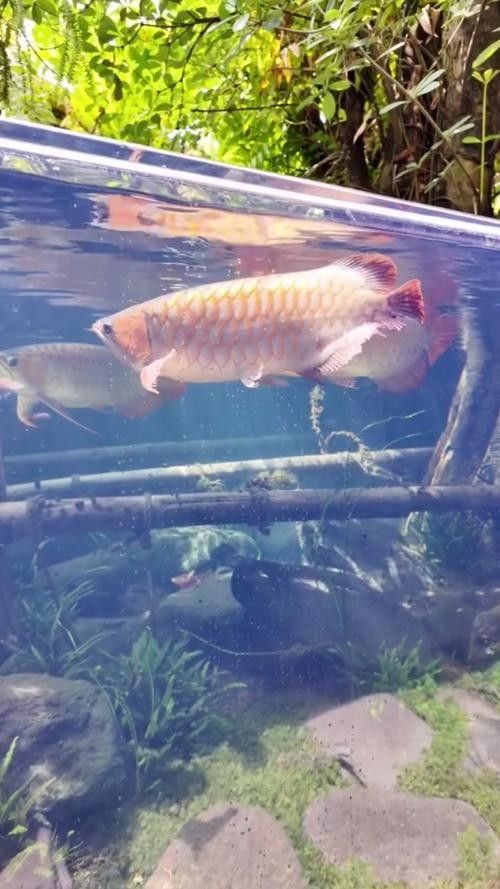 如何聯系這些龍魚養殖基地：北京及周邊地區龍魚養殖基地的聯系方式匯總