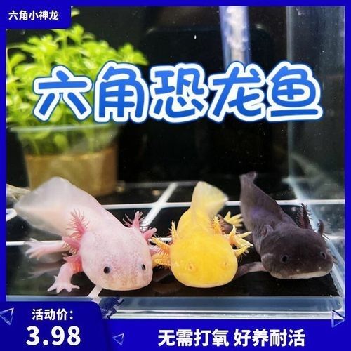 哪里可以買到正宗的恐龍魚：北京各大水產(chǎn)品批發(fā)市場微信公眾平臺來鶴軒海鮮盤點