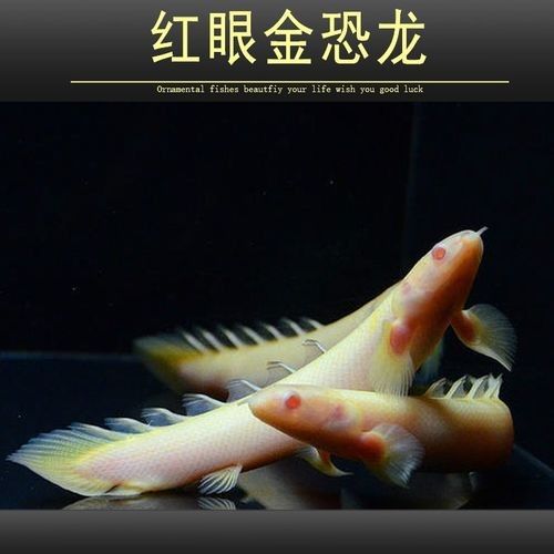 哪里可以買到正宗的恐龍魚：北京各大水產(chǎn)品批發(fā)市場微信公眾平臺來鶴軒海鮮盤點