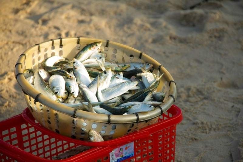 如何處理活餌以確保衛生：\
