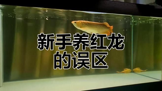龍魚飼養難度大嗎：20-30公分龍魚飼養技巧與注意事項