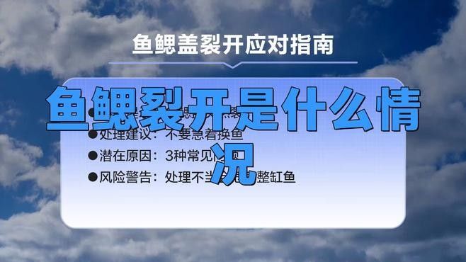 龍魚鰓蓋爛了如何預防感染：龍魚鰓蓋潰爛怎么辦