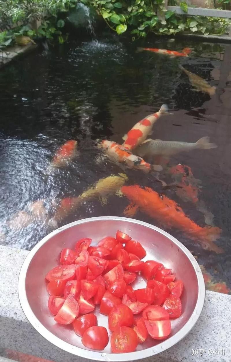 哪些水果對龍魚是安全的？：給錦鯉喂水果的4個注意事項,你知道嗎