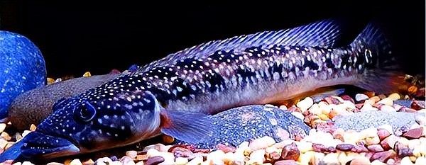 孔雀龍魚有哪些品種：多種孔雀龍齊聚水族圈，誰是你的心頭好
