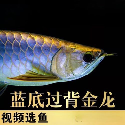 古藍金龍魚的市場供應情況：古典藍底過背金龍魚