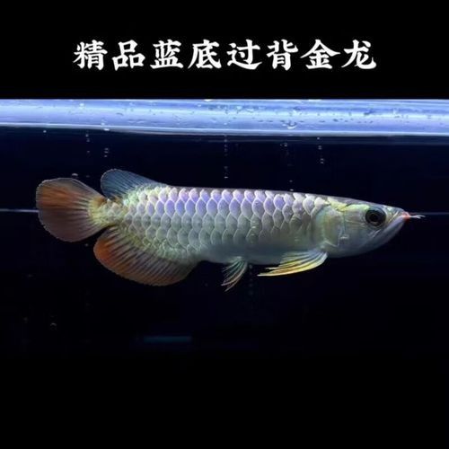 古藍金龍魚的市場供應情況：古典藍底過背金龍魚