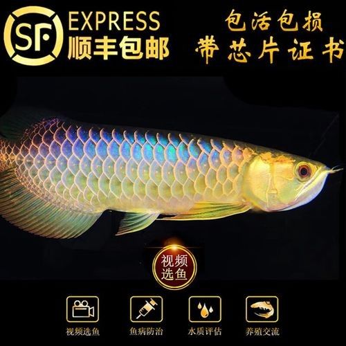 古藍金龍魚的市場供應情況：古典藍底過背金龍魚