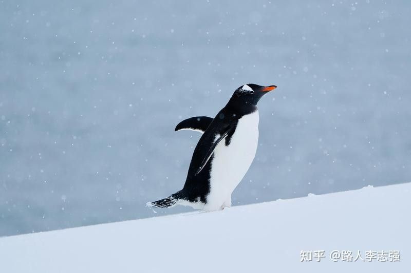 能推薦一些拍攝龍水湖野生動物的技巧嗎：拍攝動物有哪些簡單實用的技巧