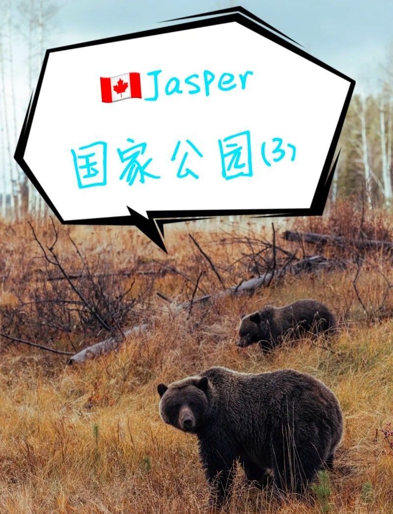 能推薦一些拍攝龍水湖野生動物的技巧嗎：拍攝動物有哪些簡單實用的技巧