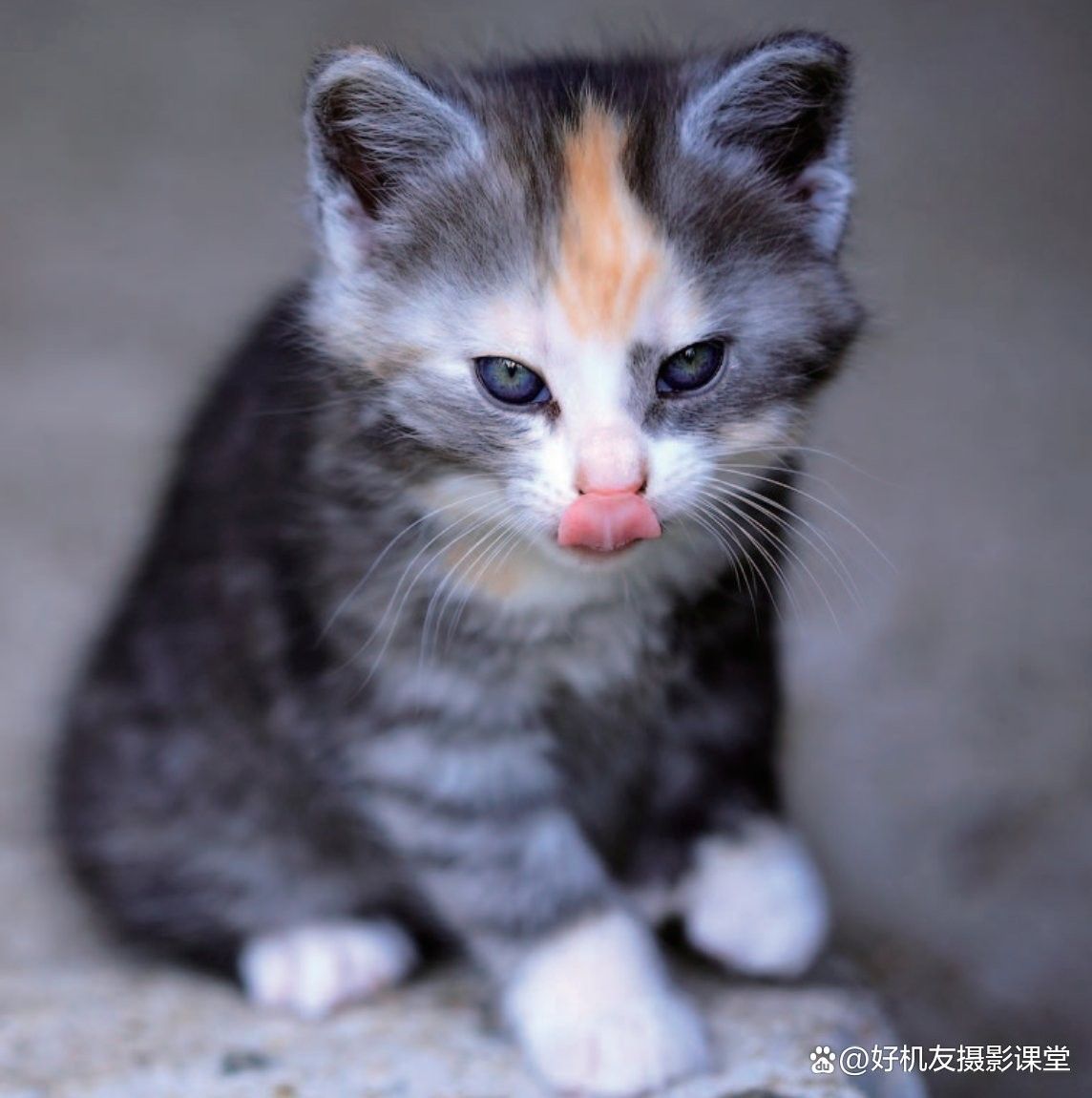 能推薦一些拍攝龍水湖野生動物的技巧嗎：拍攝動物有哪些簡單實用的技巧