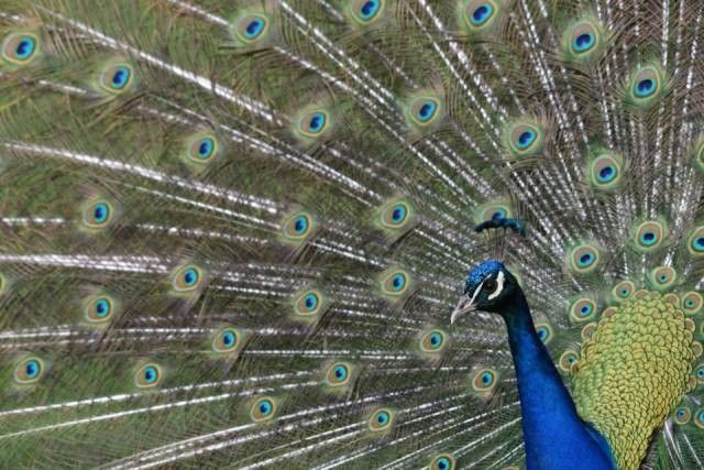 能推薦一些拍攝龍水湖野生動物的技巧嗎：拍攝動物有哪些簡單實用的技巧