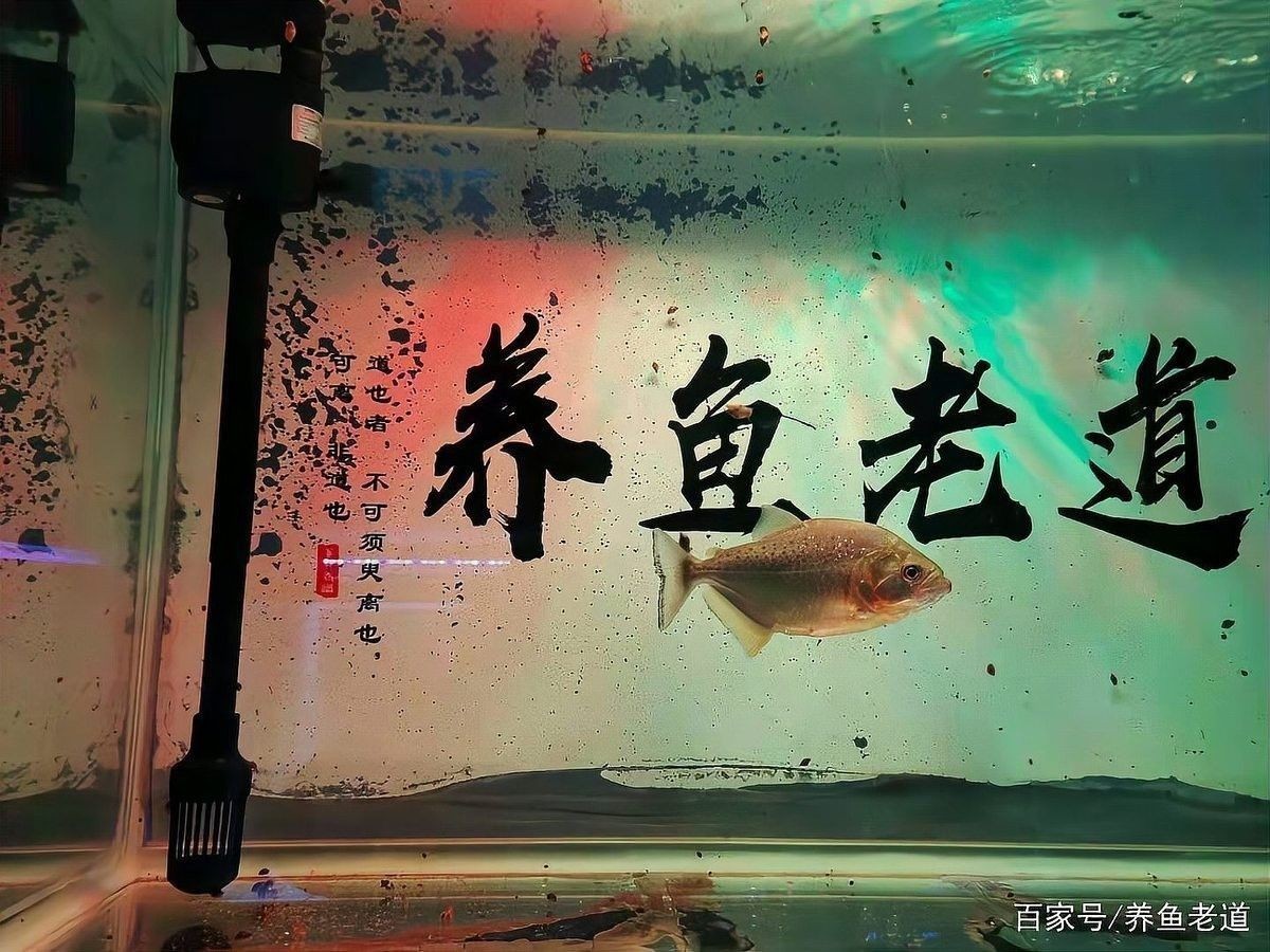 混養紅金龍魚需要多大的水泵：混養紅金龍魚水泵選擇需綜合考慮魚缸尺寸、養殖密度及過濾系統需求 混養紅金龍魚需要多大的水泵：混養紅金龍魚水泵選擇需綜合考慮魚缸尺寸、養殖密度及過濾系統需求 龍魚百科 第7張