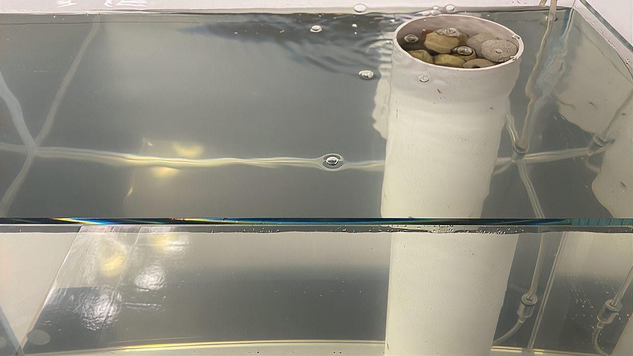 曼龍魚需要什么樣的過濾器？：曼龍魚過濾選擇大揭秘 曼龍魚需要什么樣的過濾器？：曼龍魚過濾選擇大揭秘 龍魚百科 第3張