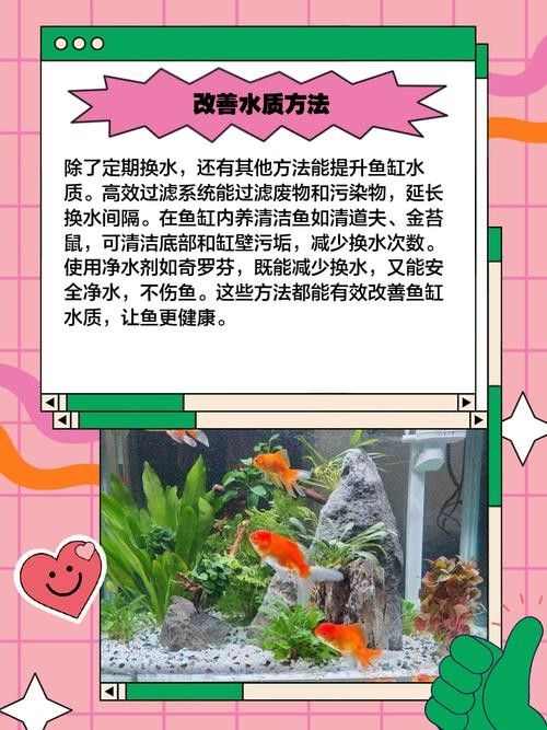 如何為混養魚缸提供穩定的水質？：魚缸水質穩定的秘訣