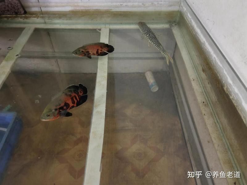 如何為混養魚缸提供穩定的水質？：魚缸水質穩定的秘訣