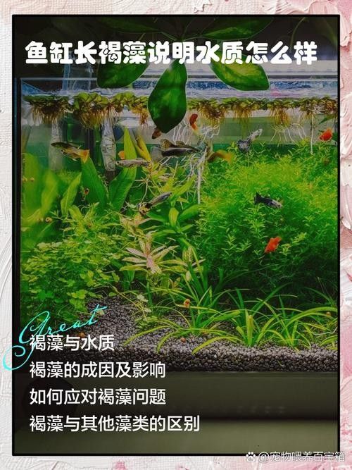 如何為混養魚缸提供穩定的水質？：魚缸水質穩定的秘訣