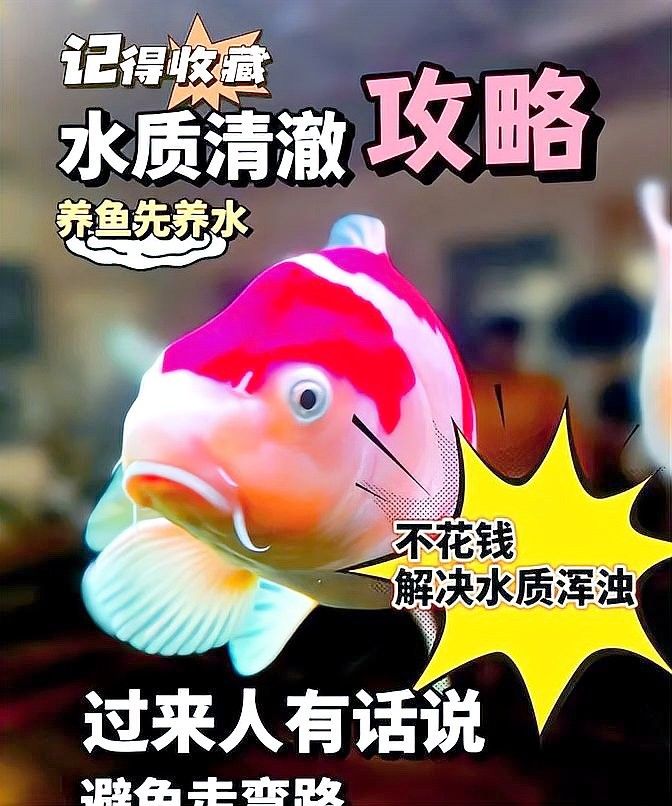 如何為混養魚缸提供穩定的水質？：魚缸水質穩定的秘訣