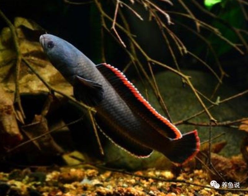 雷龍魚有哪些品種：養(yǎng)雷龍魚哪些品種值得一試,養(yǎng)起來(lái)也好看