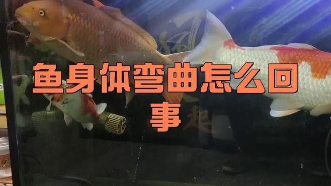 如何判斷龍魚身體傾斜的原因：龍魚小參謀，如何應對龍魚側翻問題有效方法揭秘!