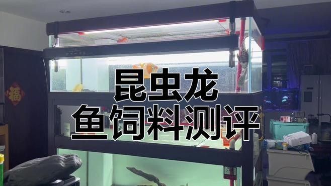 天峨哪個水族館龍魚好？祥龍魚場龍魚：廣州龍魚祥龍魚場