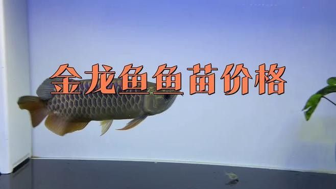 如何選購高品質的金龍魚苗？：選購金龍魚苗需綜合觀察其體型、鱗片、鰭部等特征