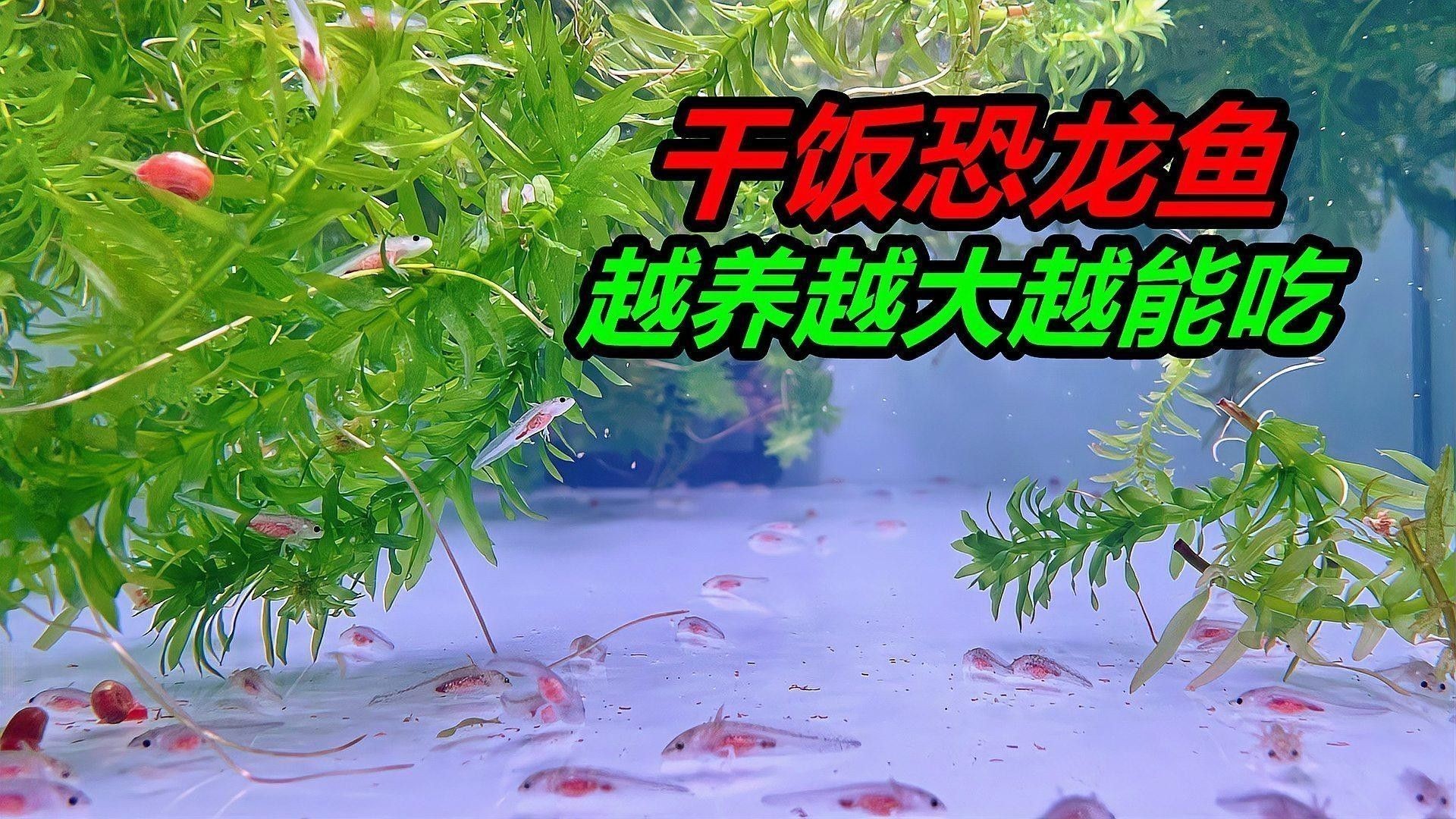 如何拍攝高質(zhì)量的恐龍魚吃食視頻：六角恐龍魚的飼養(yǎng)指南