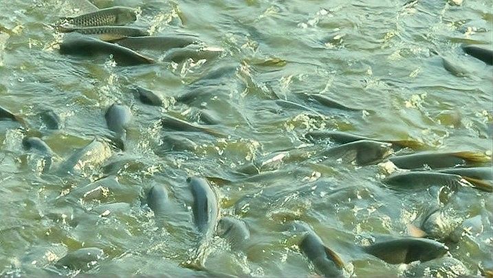 如何判斷雷龍魚苗是否吃飽：判斷雷龍魚苗是否吃飽可通過以下綜合方法觀察