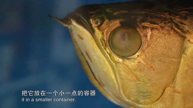 龍魚(yú)眼外蒙多久會(huì)惡化？：龍魚(yú)眼外蒙惡化速度取決于水質(zhì)狀況、感染程度和及時(shí)干預(yù)措施 龍魚(yú)眼外蒙多久會(huì)惡化？：龍魚(yú)眼外蒙惡化速度取決于水質(zhì)狀況、感染程度和及時(shí)干預(yù)措施 龍魚(yú)百科 第4張