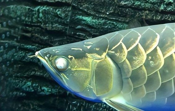 龍魚(yú)眼外蒙多久會(huì)惡化？：龍魚(yú)眼外蒙惡化速度取決于水質(zhì)狀況、感染程度和及時(shí)干預(yù)措施 龍魚(yú)眼外蒙多久會(huì)惡化？：龍魚(yú)眼外蒙惡化速度取決于水質(zhì)狀況、感染程度和及時(shí)干預(yù)措施 龍魚(yú)百科 第8張