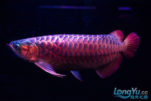 白玉紅龍魚發色需要多長時間？：白玉紅龍魚怎么養容易發色這些小技巧你要知道
