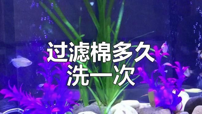 紅龍魚缸過濾系統(tǒng)多久清洗一次？：紅龍魚缸過濾系統(tǒng)清洗頻率大揭秘