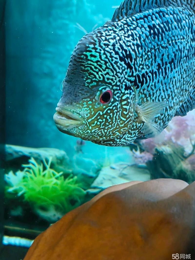 吐魯番哪個水族館龍魚好？祥龍魚場龍魚：吐魯番地區的水族館|聊城龍魚-祥龍魚場分店