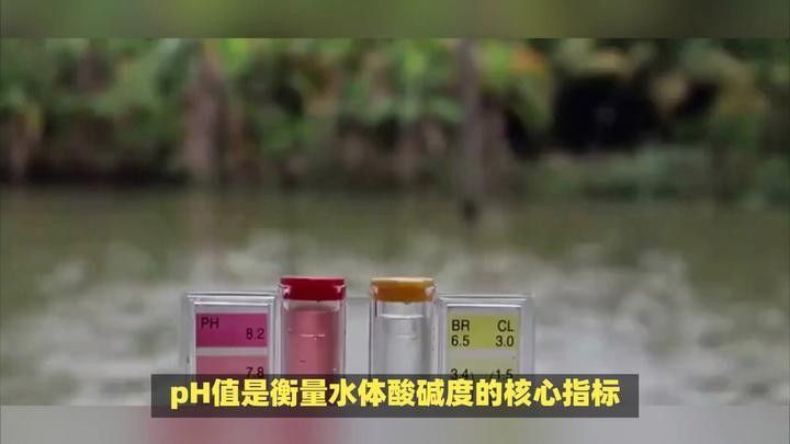 如何判斷水質(zhì)是否需要調(diào)節(jié)：泛塘養(yǎng)魚(yú)第一線養(yǎng)殖高手調(diào)水秘訣,水質(zhì)檢測(cè)與調(diào)節(jié)技巧全解析