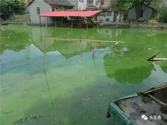 如何判斷水質(zhì)是否需要調(diào)節(jié)：泛塘養(yǎng)魚(yú)第一線養(yǎng)殖高手調(diào)水秘訣,水質(zhì)檢測(cè)與調(diào)節(jié)技巧全解析