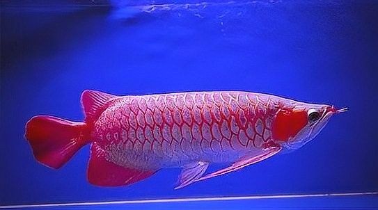 純血紅龍魚的市場價格走勢如何：廣州龍魚祥龍魚場,昆明紅龍魚價格2688貴嗎