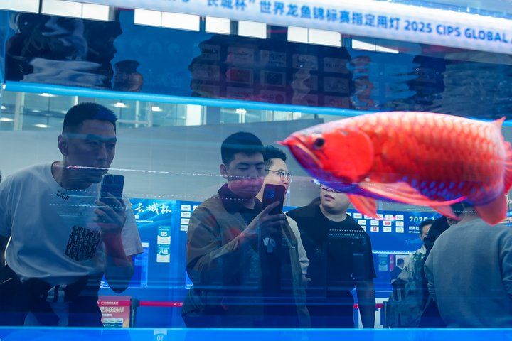 2025 長城杯世界龍虎魟魚錦標賽（龍魚組）