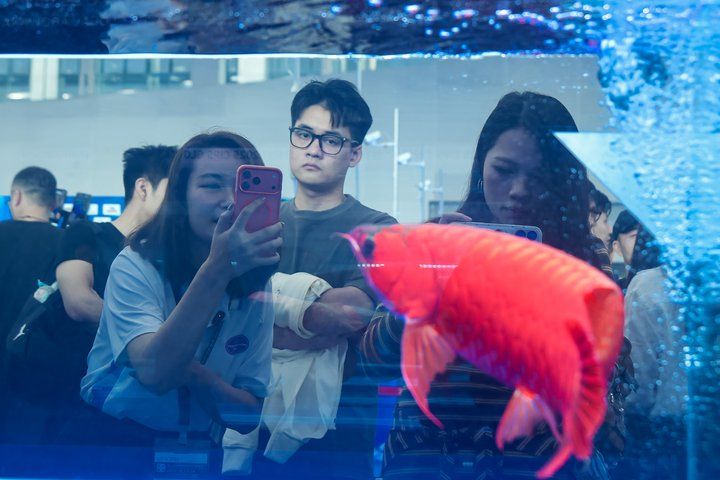 2025 長城杯世界龍虎魟魚錦標賽（龍魚組）