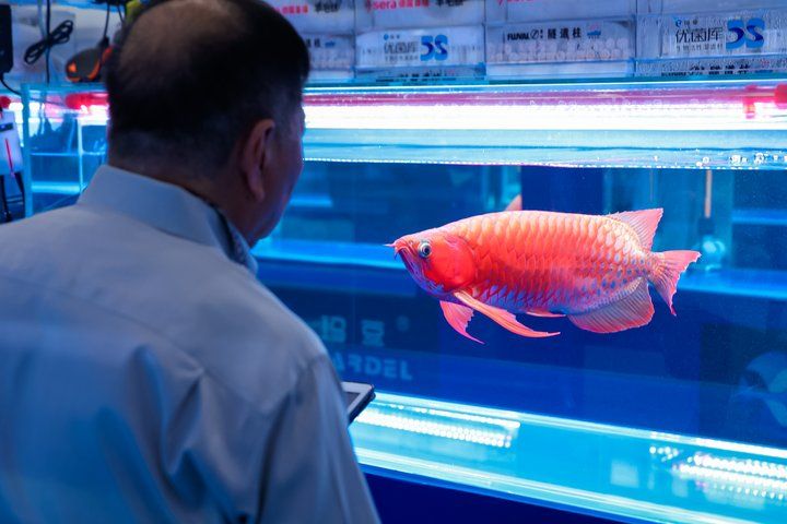 2025 長城杯世界龍虎魟魚錦標賽（龍魚組）