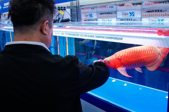 2025 長城杯世界龍虎魟魚錦標賽（龍魚組）