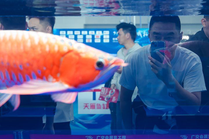 2025 長城杯世界龍虎魟魚錦標賽（龍魚組）