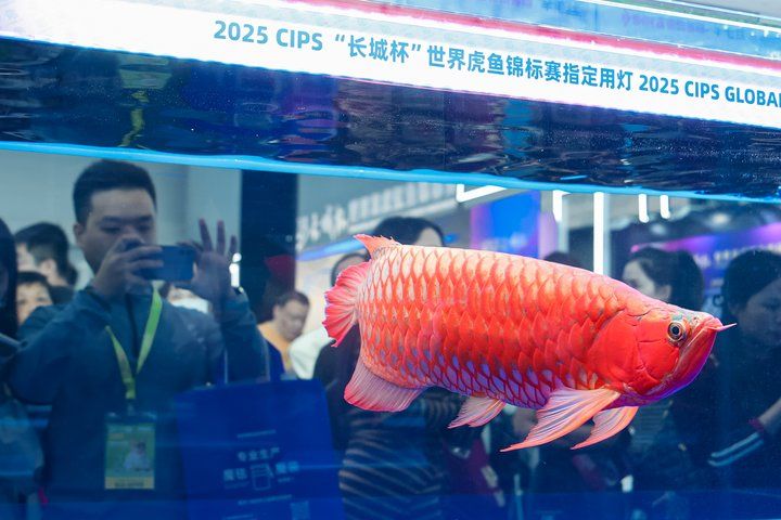 2025 長城杯世界龍虎魟魚錦標賽（龍魚組）